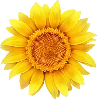 向日葵 向日葵图片