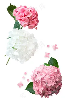 绣球花 粉色绣球花 白色绣球花