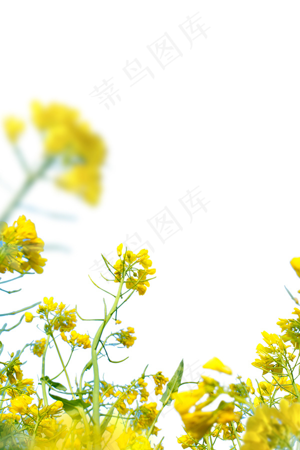 油菜花底图psd模版下载