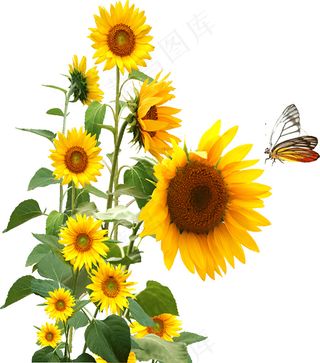 向日葵 向日葵图片