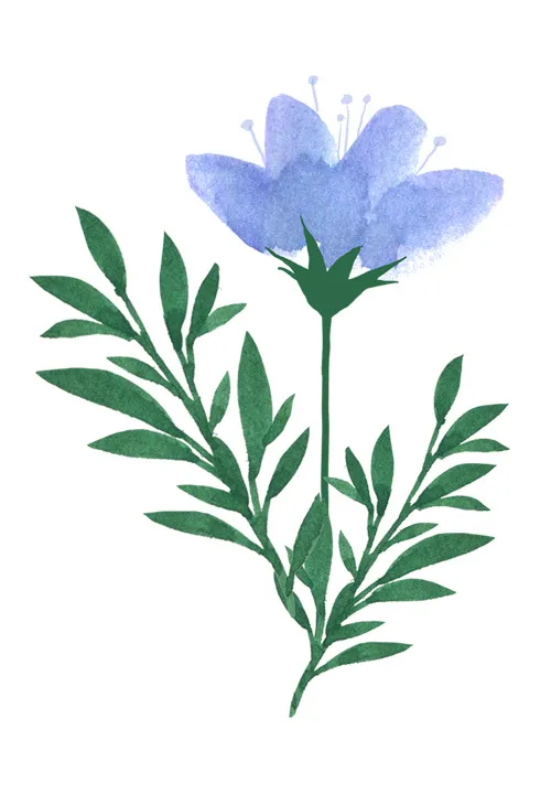 蓝色鲜花 鲜花插画psd模版下载