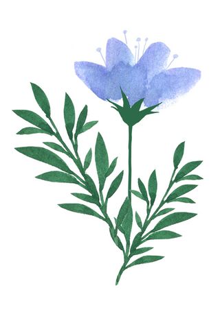 蓝色鲜花 鲜花插画