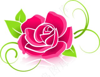 玫瑰的插画