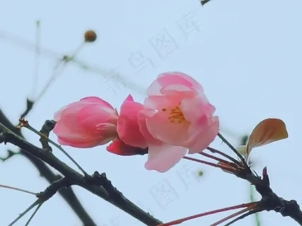 西府海棠花 西府海棠花