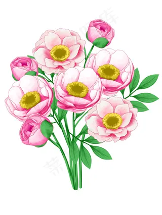 牡丹 牡丹花 鲜花