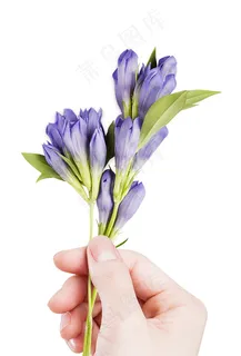 紫色鲜花 花蕾 紫色鲜花 花蕾