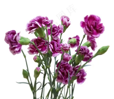 紫色鲜花图片 紫色鲜花图片