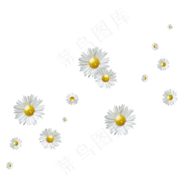 小雏菊 菊花psd模版下载