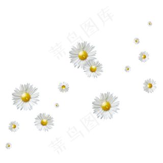 小雏菊 菊花 小雏菊 菊花
