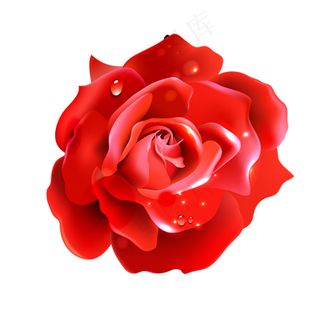 玫瑰花 玫瑰 红玫瑰