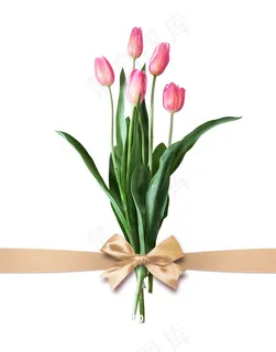 郁金香 蝴蝶结