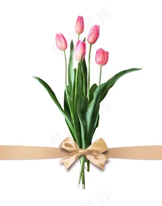 郁金香 蝴蝶结