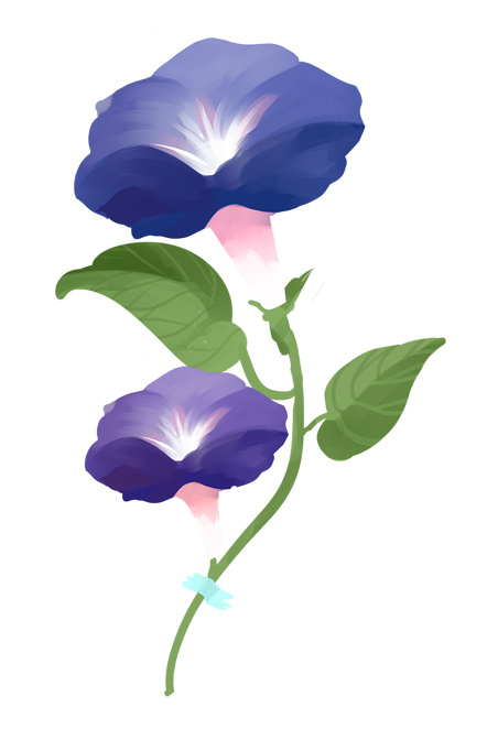 牵牛花 紫色鲜花psd模版下载