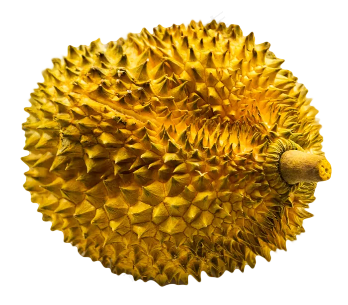 新鲜榴莲,免抠元素(1223*1075px 300 dpi )psd模版下载