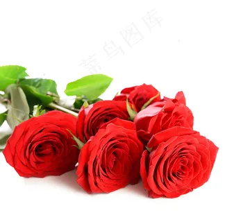 玫瑰花 玫瑰 红玫瑰 玫瑰花 玫瑰 红玫瑰