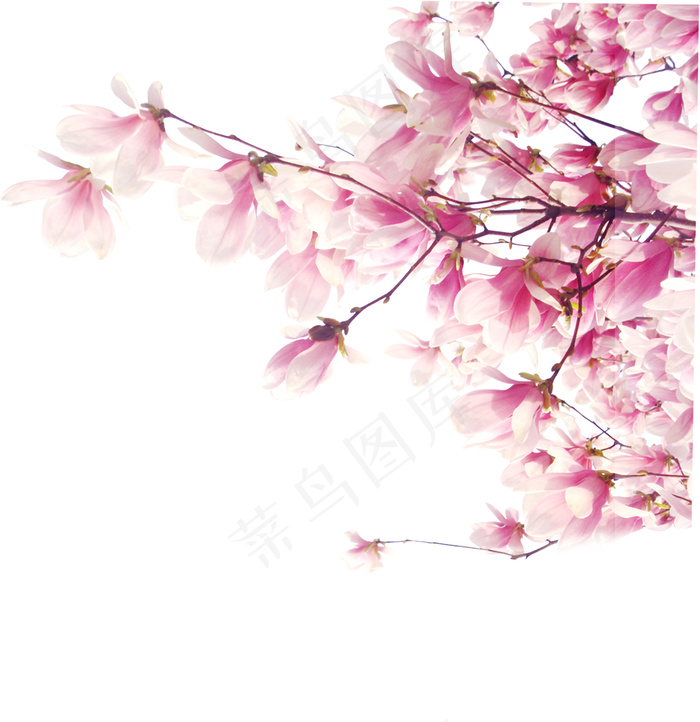 粉色鲜花 手绘鲜花psd模版下载