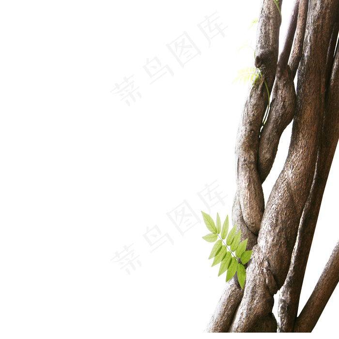 树干绿叶图片psd模版下载
