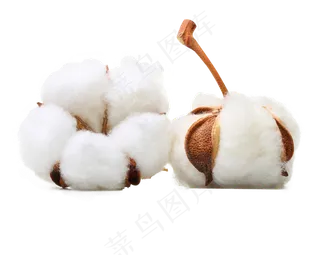 棉花 纯棉 棉花素材