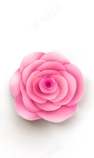 玫瑰花 粉玫瑰 红玫瑰