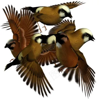 各种飞鸟素材免扣大图