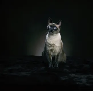 坐着的猫咪图片 坐着的猫咪图片