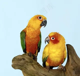 鹦鹉图片