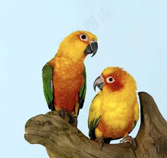 鹦鹉图片 鹦鹉图片