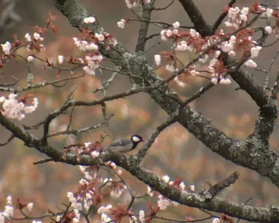 樱花枝头的小鸟
