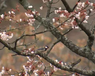 樱花枝头的小鸟