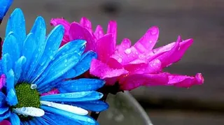 图片展示整站自适应模板