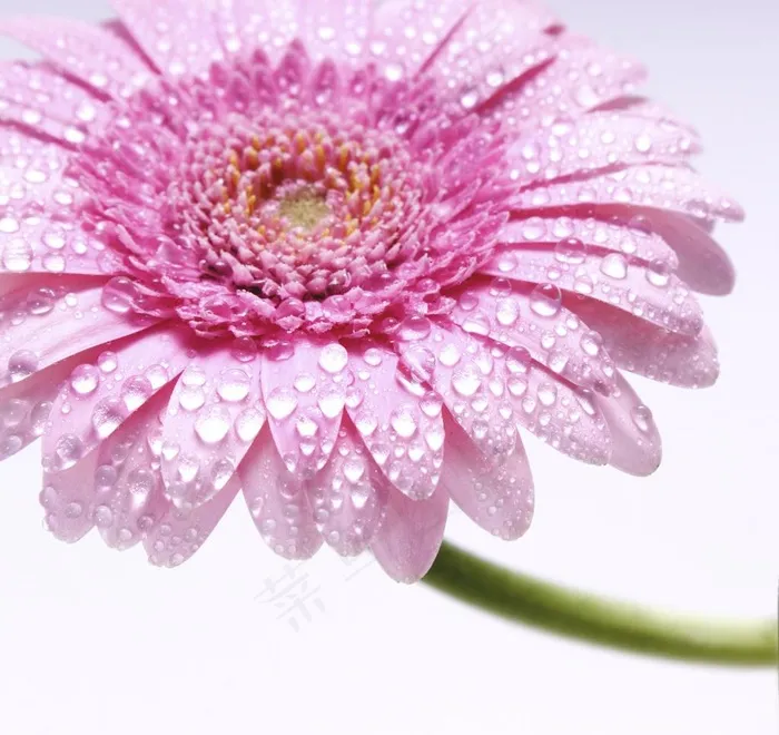 漂亮的花朵高清图片