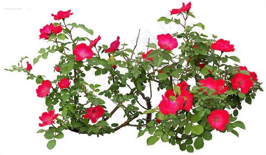 园艺花卉PSD素材 7