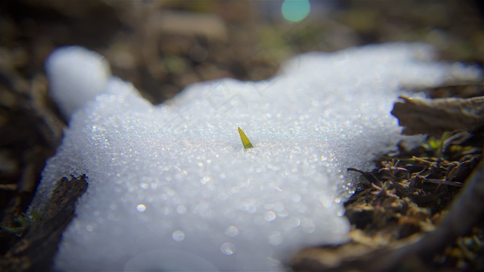 雪草股票视频 视频免费下载