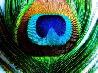 孔雀羽毛