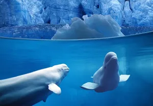 海豚图片