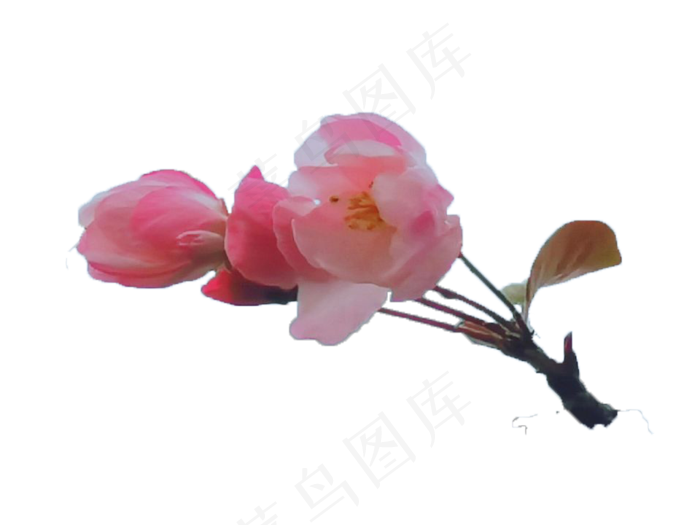 西府海棠花—免扣元素
