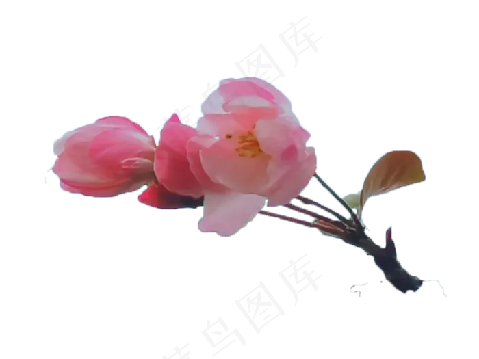 西府海棠花—免扣元素
