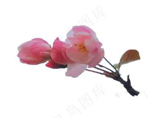 西府海棠花—免扣元素