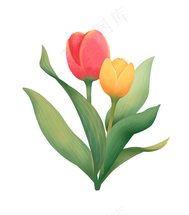 郁金香 手绘鲜花