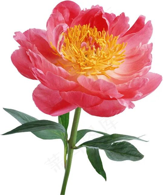 月季花 月季 红色鲜花psd模版下载