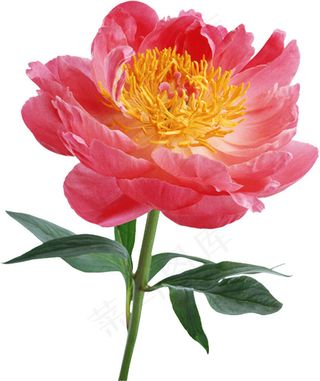 月季花 月季 红色鲜花