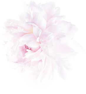 粉色鲜花 月季花