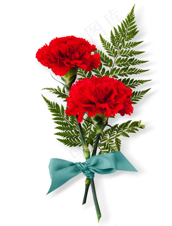 红色鲜花 百合花