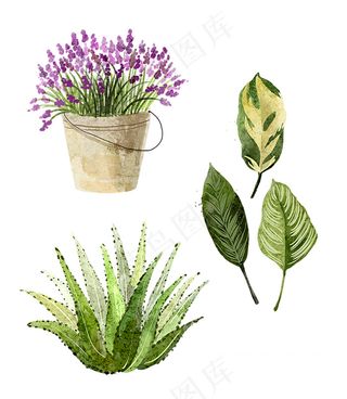 薰衣草 芦荟 绿叶