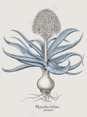 花卉