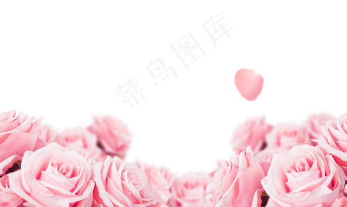 粉玫瑰 玫瑰花边框 玫瑰花底图 