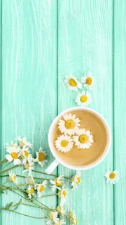 菊花高清摄影图片 菊花高清摄影图片