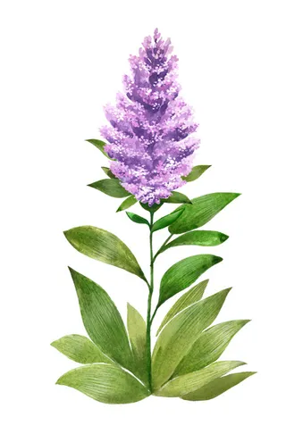 马尾画插画 薰衣草