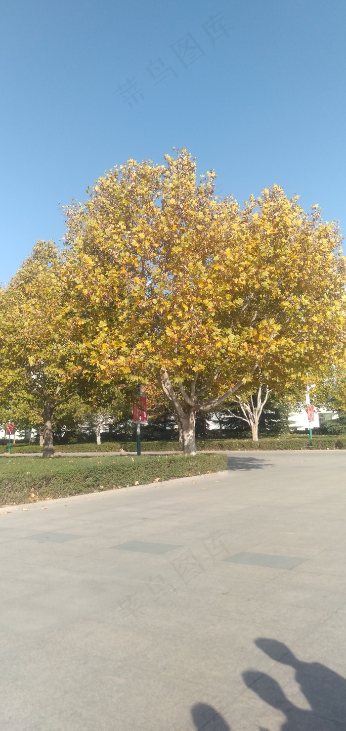 泛黄微风叶海报