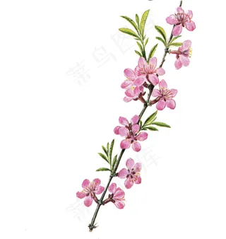 桃花 桃花树枝 手绘桃花